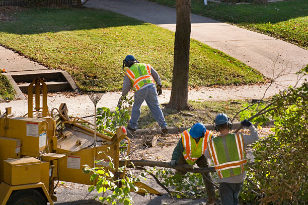 Best Tree Removal Services  in Hoopers Creek, NC